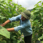 Phòng trừ sâu gây hại