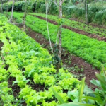 Kỹ thuật tác nghiệp