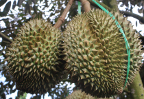 Giải Pháp BVTV Toàn Diện Cho Cây Sầu Riêng – VINA BIRD HOUSE Tiên Phong Ứng Dụng Công Nghệ Xanh