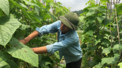 Phòng trừ sâu gây hại