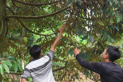 VINA BIRD HOUSE Giới Thiệu Dòng Thuốc BVTV An Toàn Cho Sầu Riêng – Giải Pháp Hữu Cơ Hiệu Quả