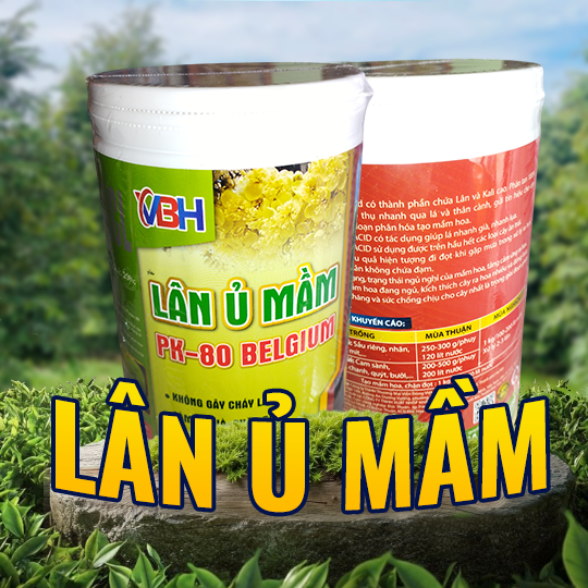 LÂN Ủ MẦM